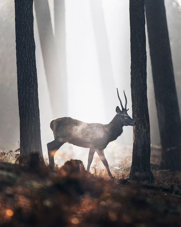 In The Forest