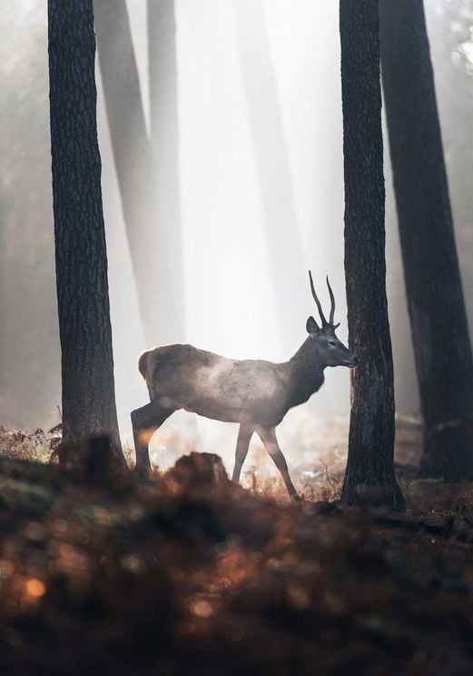 In The Forest