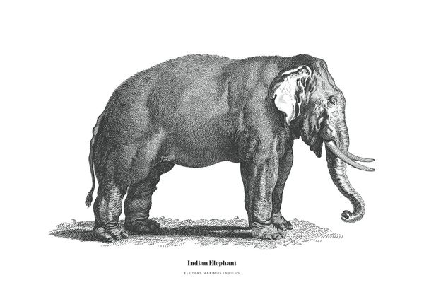 Indian Elephant Illustration