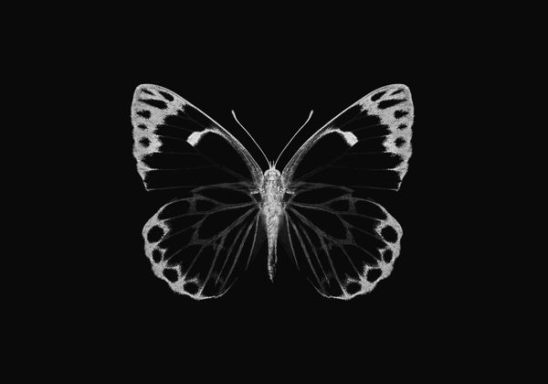 Inverted Butterfly