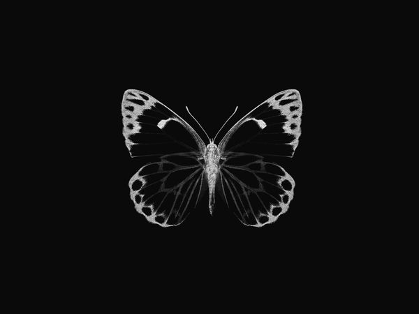Inverted Butterfly