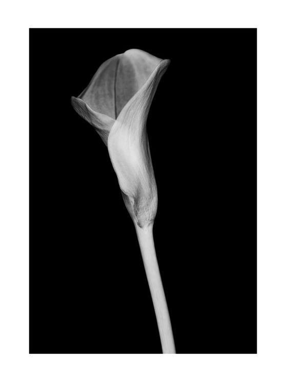 Inverted Lily