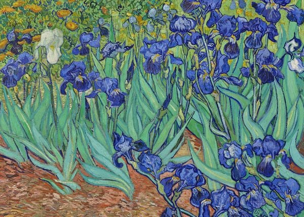 Irises By Van Gogh