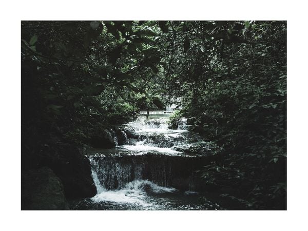 Jungle Scene