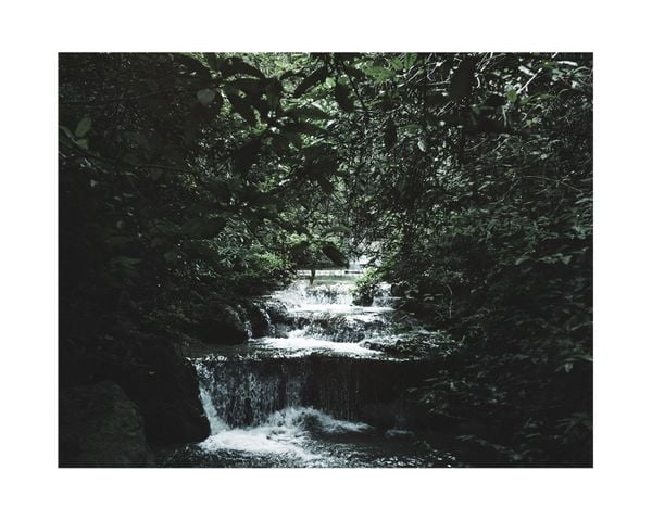 Jungle Scene