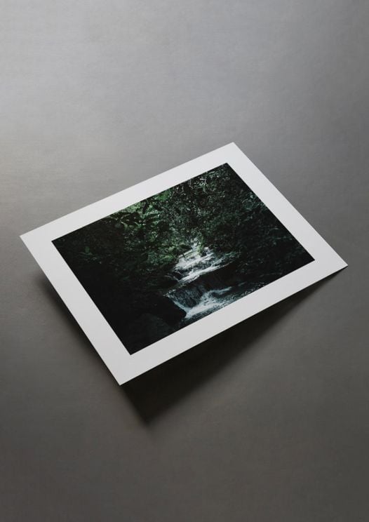 Jungle Scene