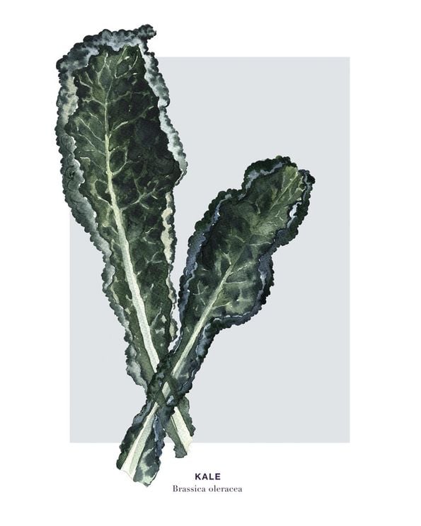 Kale