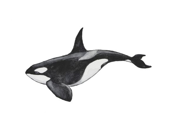 Killer Whale