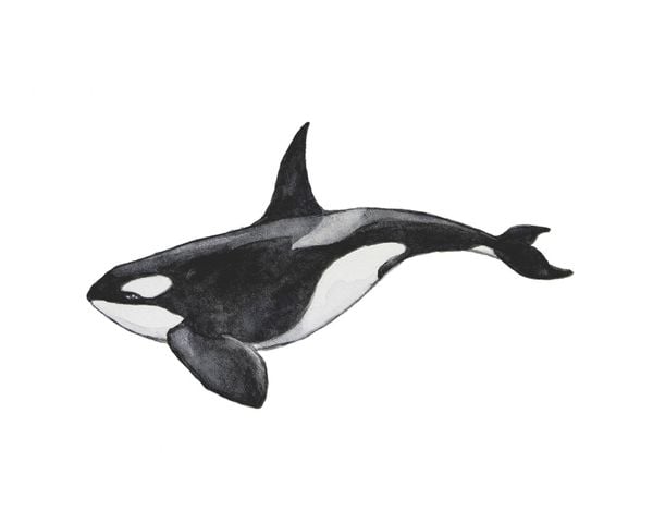 Killer Whale