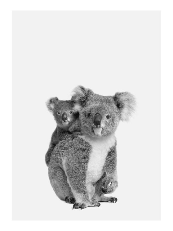 Koala Family
