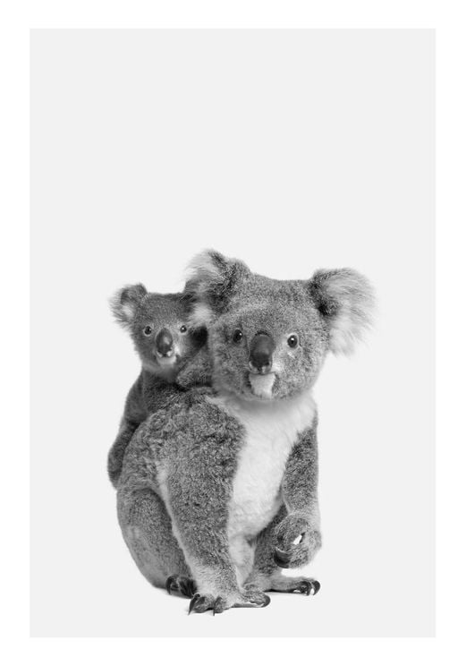 Koala Family