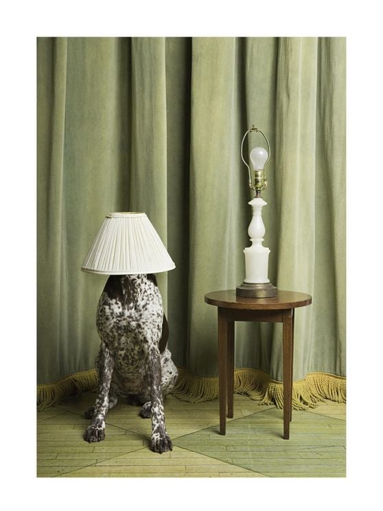 Lamp Doggo