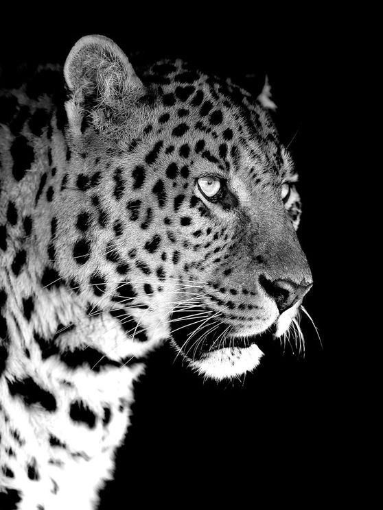 Leopard Black