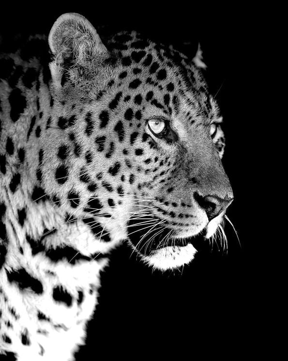 Leopard Black