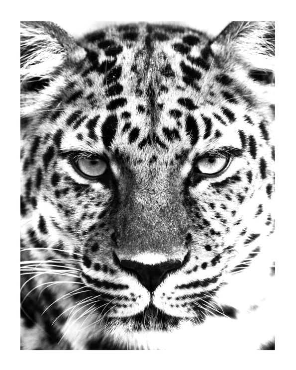 Leopard Black And White