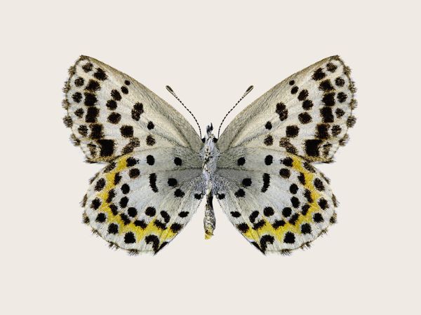 Leopard Butterfly