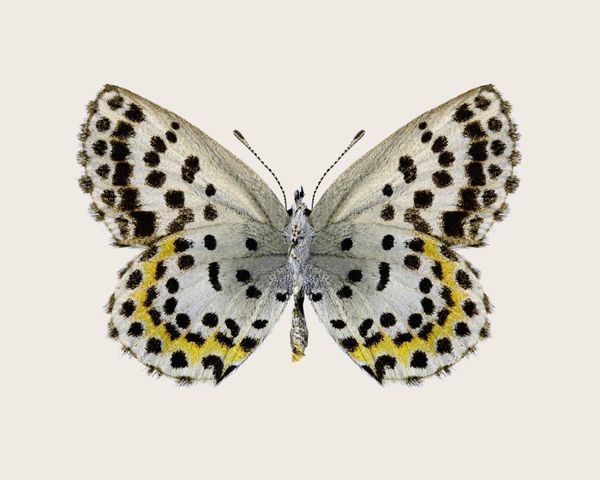 Leopard Butterfly