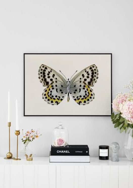 Leopard Butterfly