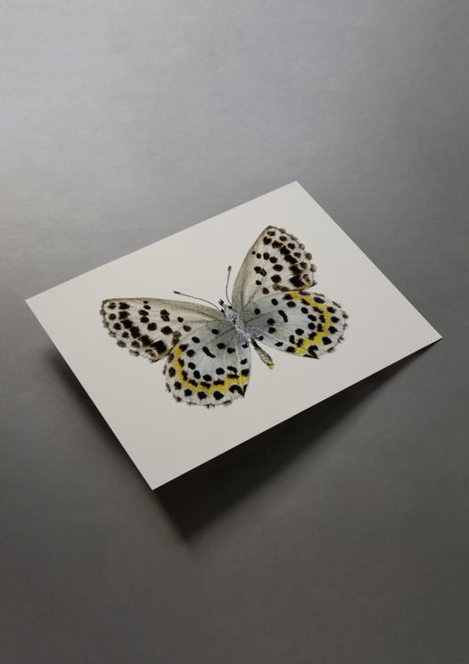 Leopard Butterfly