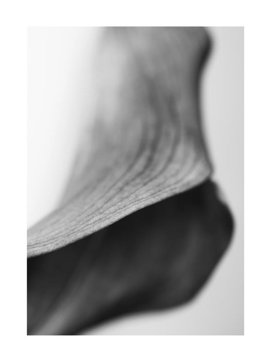 Lily Abstract