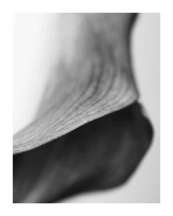 Lily Abstract