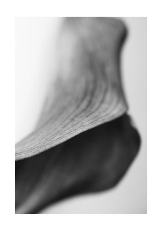 Lily Abstract