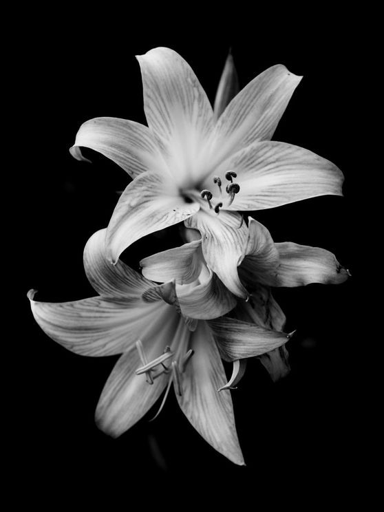 Lily Flower