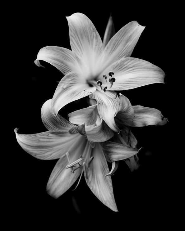 Lily Flower
