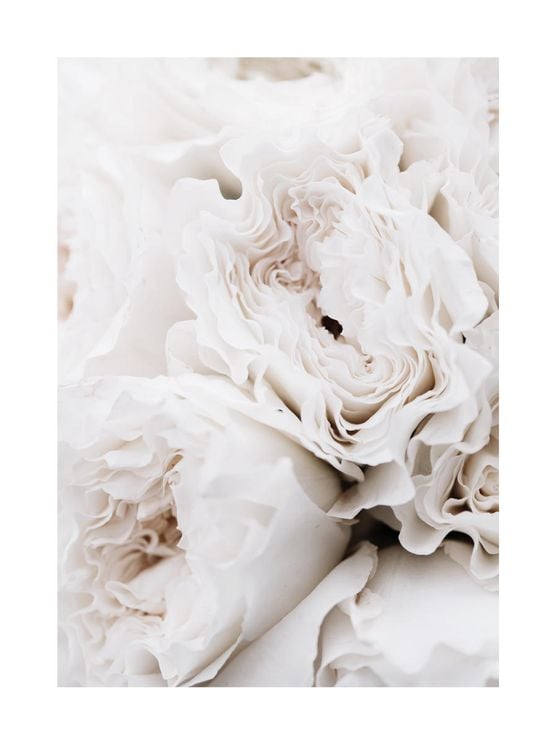 Limestone Roses
