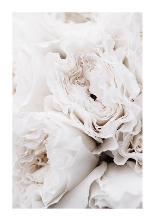 Limestone Roses