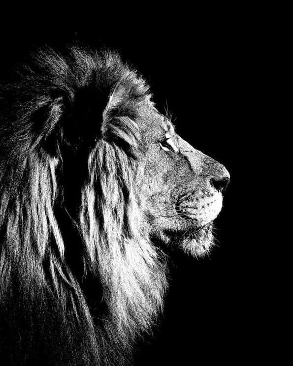 Lion Black And White