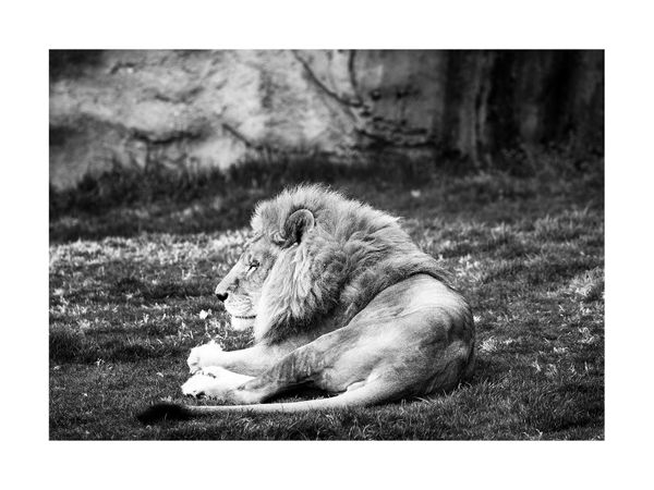 Lion Break