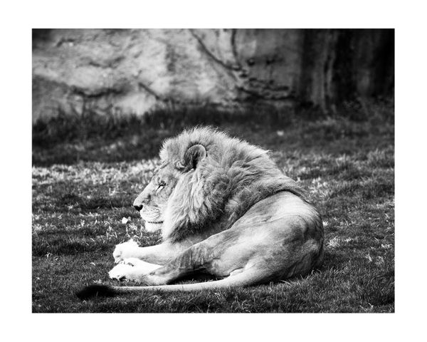 Lion Break