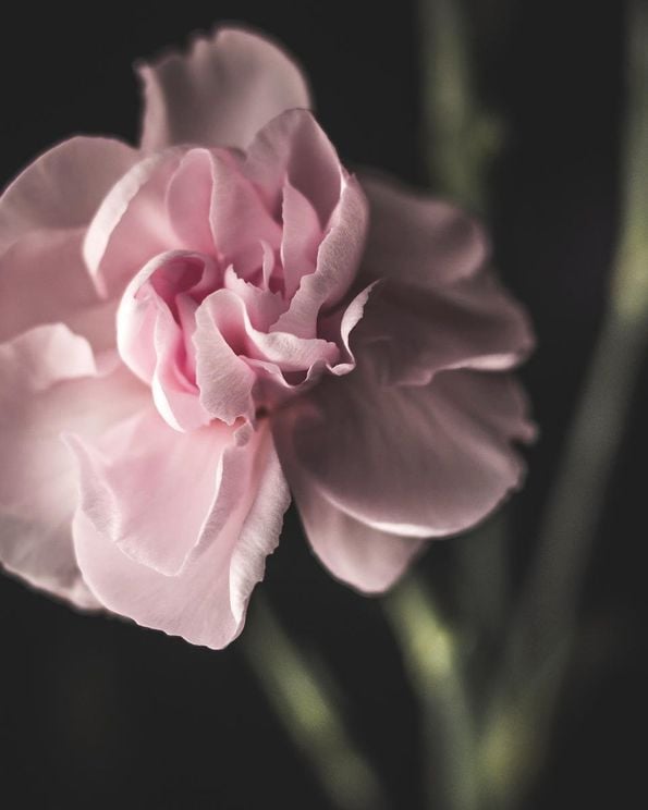 Lone Flower
