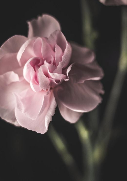 Lone Flower