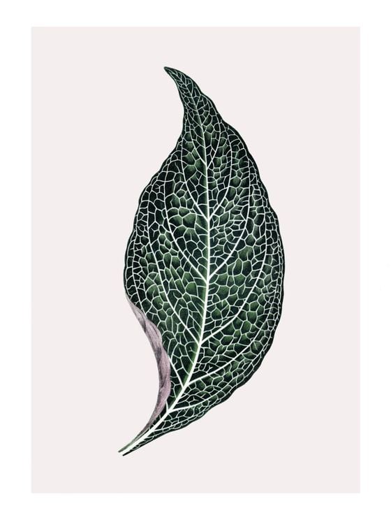 Lone Leaf