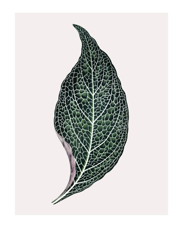 Lone Leaf