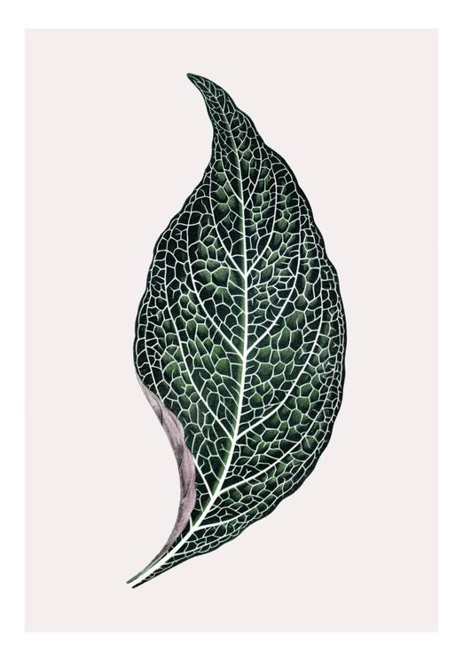 Lone Leaf