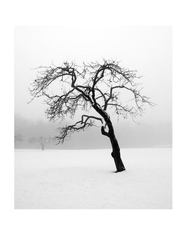 Lonely Tree