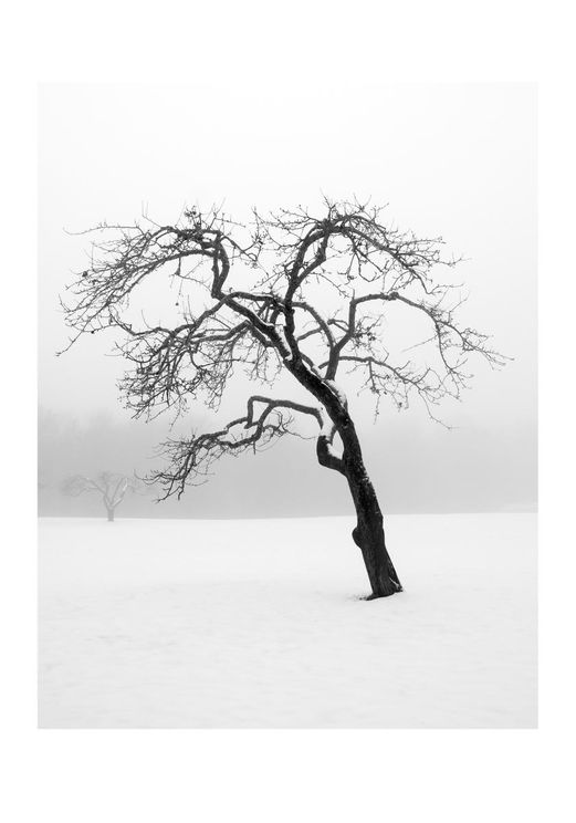 Lonely Tree