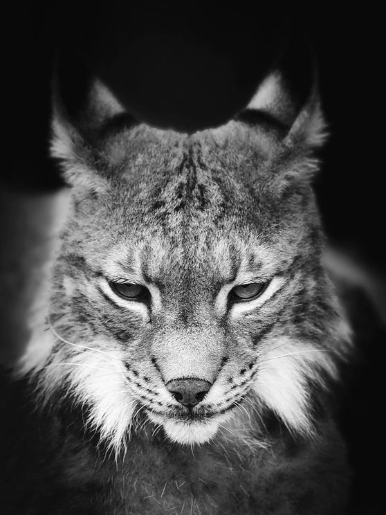 Lynx