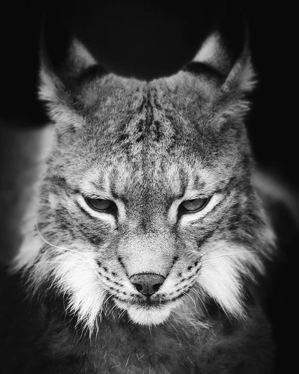 Lynx