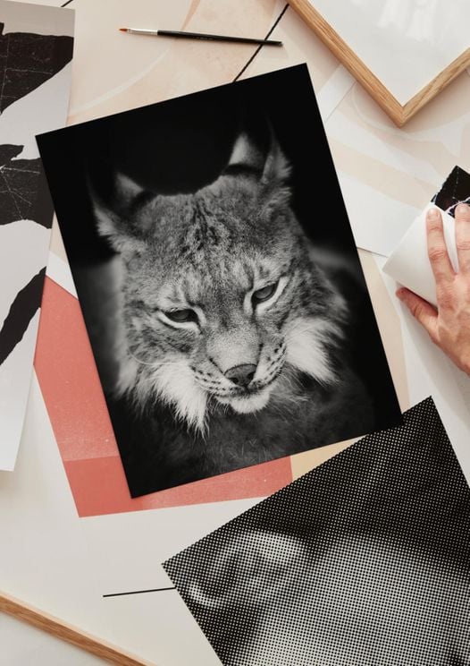 Lynx