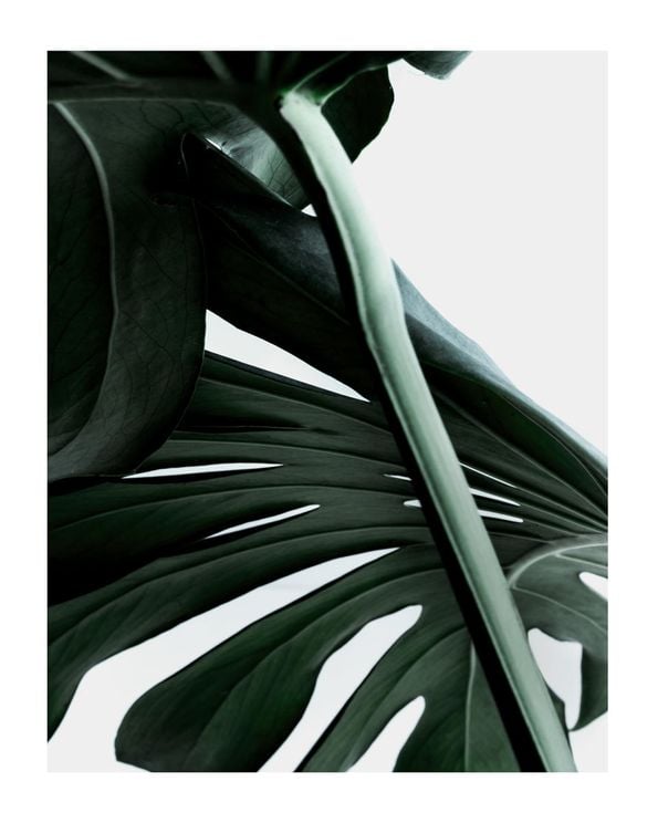 Macro Monstera
