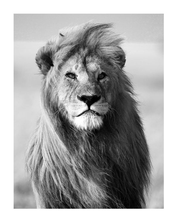 Male Lion