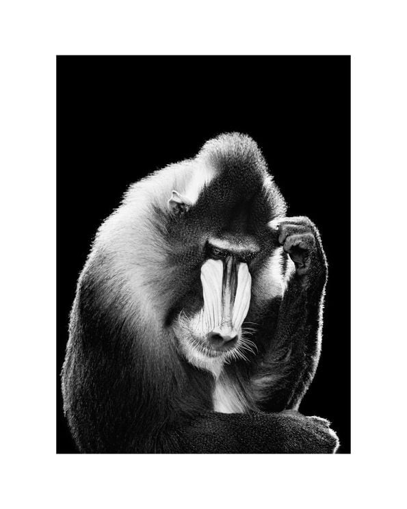 Mandrill