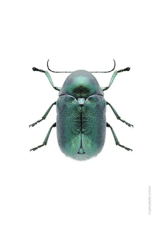 Mint Beetle