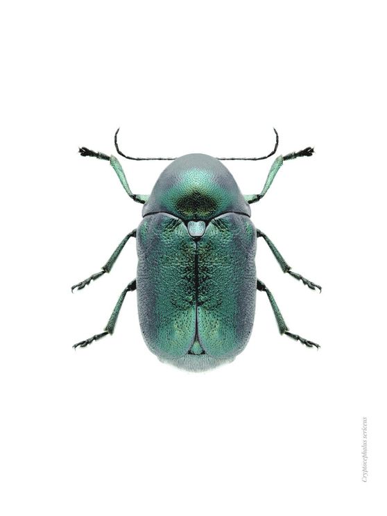 Mint Beetle