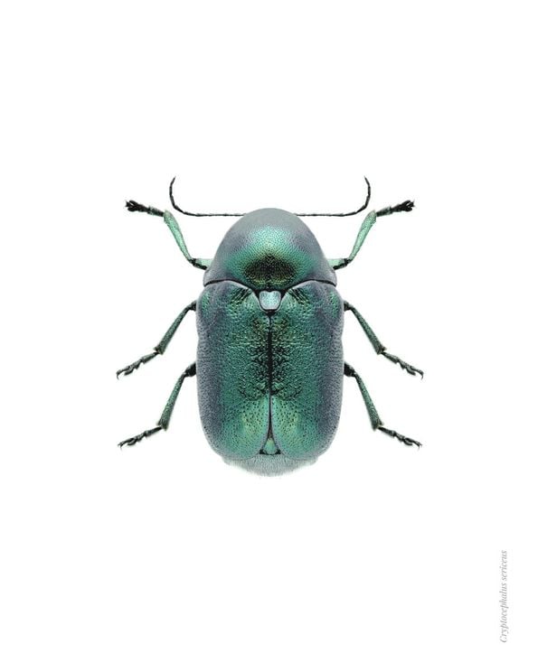 Mint Beetle
