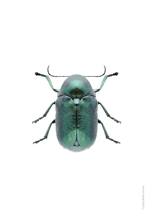 Mint Beetle